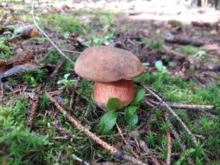 Hřib kovář (Neoboletus luridiformis) od Petr Beneš