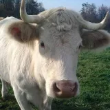Avatar uživatele
