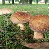 Muchomůrka růžovka (Amanita rubescens) od Vlcak