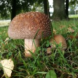 Muchomůrka růžovka (Amanita rubescens) od Vlcak