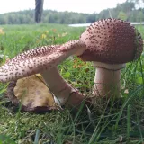 Muchomůrka růžovka (Amanita rubescens) od Vlcak