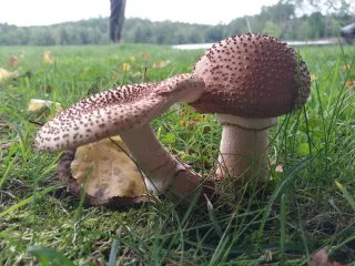 Muchomůrka růžovka (Amanita rubescens) od Vlcak