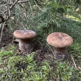 Čechratka černohuňatá (Tapinella atrotomentosa) od Tomáš