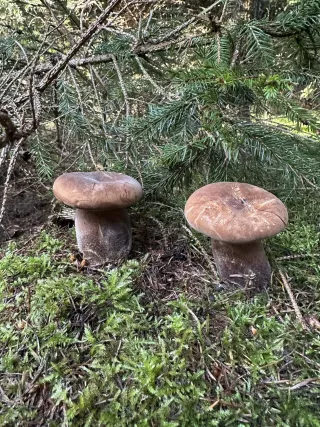Čechratka černohuňatá (Tapinella atrotomentosa) od Tomáš