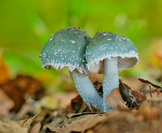 Límcovka modravá () od Martin