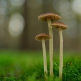 Závojenka štítovitá (Entoloma cetratum) od Martin