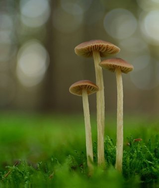 Závojenka štítovitá (Entoloma cetratum) od Martin