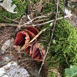 Ohnivec rakouský (Sarcoscypha austriaca) od Martina Zárubová