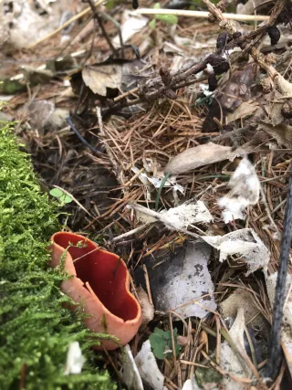 Ohnivec rakouský (Sarcoscypha austriaca) od Martina Zárubová