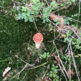 Muchomůrka červená (Amanita muscaria) od Kačíta