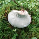 Holubinka nazelenalá (Russula virescens) od Monika