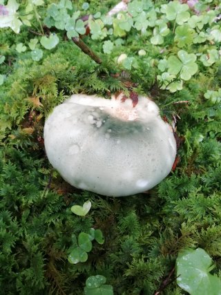 Holubinka nazelenalá (Russula virescens) od Monika