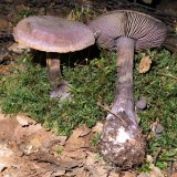 Pavučinec fialový (Cortinarius violaceus) od MV