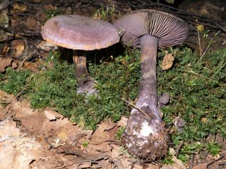 Pavučinec fialový (Cortinarius violaceus) od MV