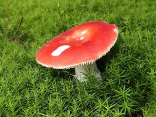 Holubinka vrhavka (Russula emetica) od MV