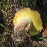 Hřib královský (Butyriboletus regius) od Jardaj