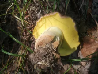 Hřib královský (Butyriboletus regius) od Jardaj