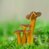 Liška nálevkovitá (Cantharellus tubaeformis) od Martin