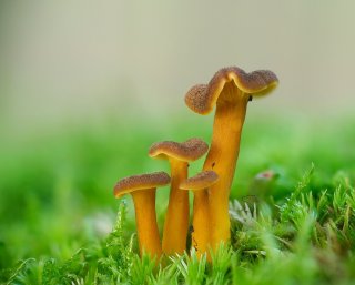 Liška nálevkovitá (Cantharellus tubaeformis) od Martin