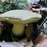 Hřib plstnatý (Xerocomus subtomentosus) od HONZA