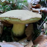 Hřib plstnatý (Xerocomus subtomentosus) od HONZA