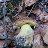Hřib plstnatý (Xerocomus subtomentosus) od HONZA