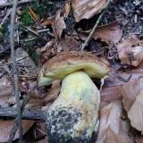 Hřib plstnatý (Xerocomus subtomentosus) od HONZA