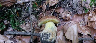 Hřib plstnatý (Xerocomus subtomentosus) od HONZA