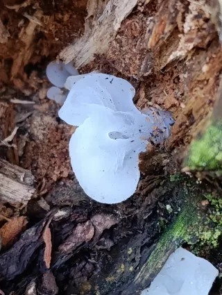 Rosolozub huspenitý (Pseudohydnum gelatinosum) od Michaela