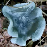 Avatar uživatele