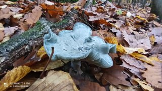 Strmělka anýzka (Clitocybe odora) od Josef