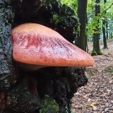 Pstřeň dubový (Fistulina hepatica) od Josef