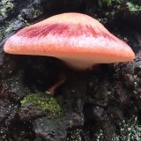 Pstřeň dubový (Fistulina hepatica) od Josef