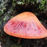 Pstřeň dubový (Fistulina hepatica) od Josef