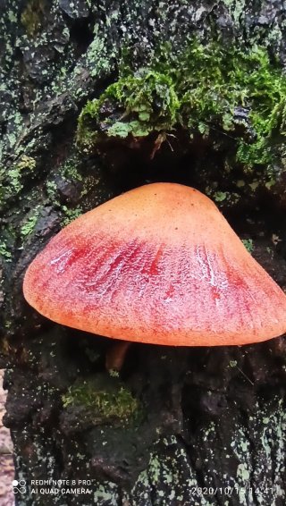 Pstřeň dubový (Fistulina hepatica) od Josef