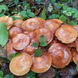 Opeňka měnlivá (Kuehneromyces mutabilis) od Josef