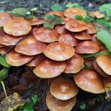 Opeňka měnlivá (Kuehneromyces mutabilis) od Josef